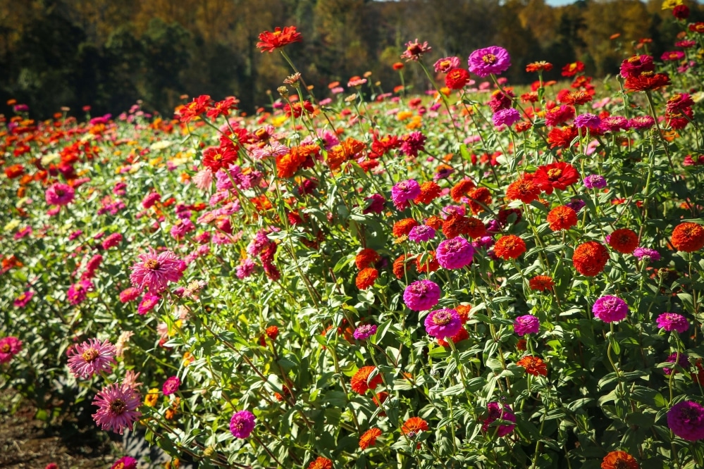 Wildflowers