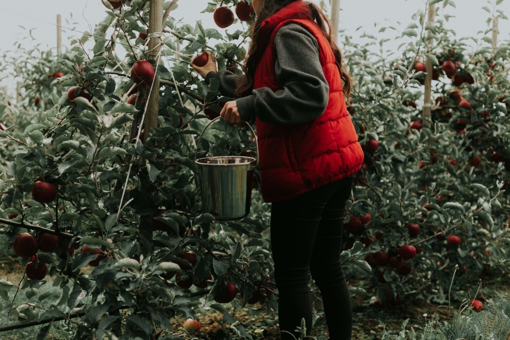 Woman picking apples at an apple orchard.