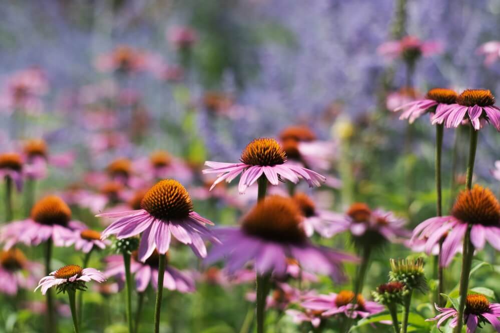 Field of flowers