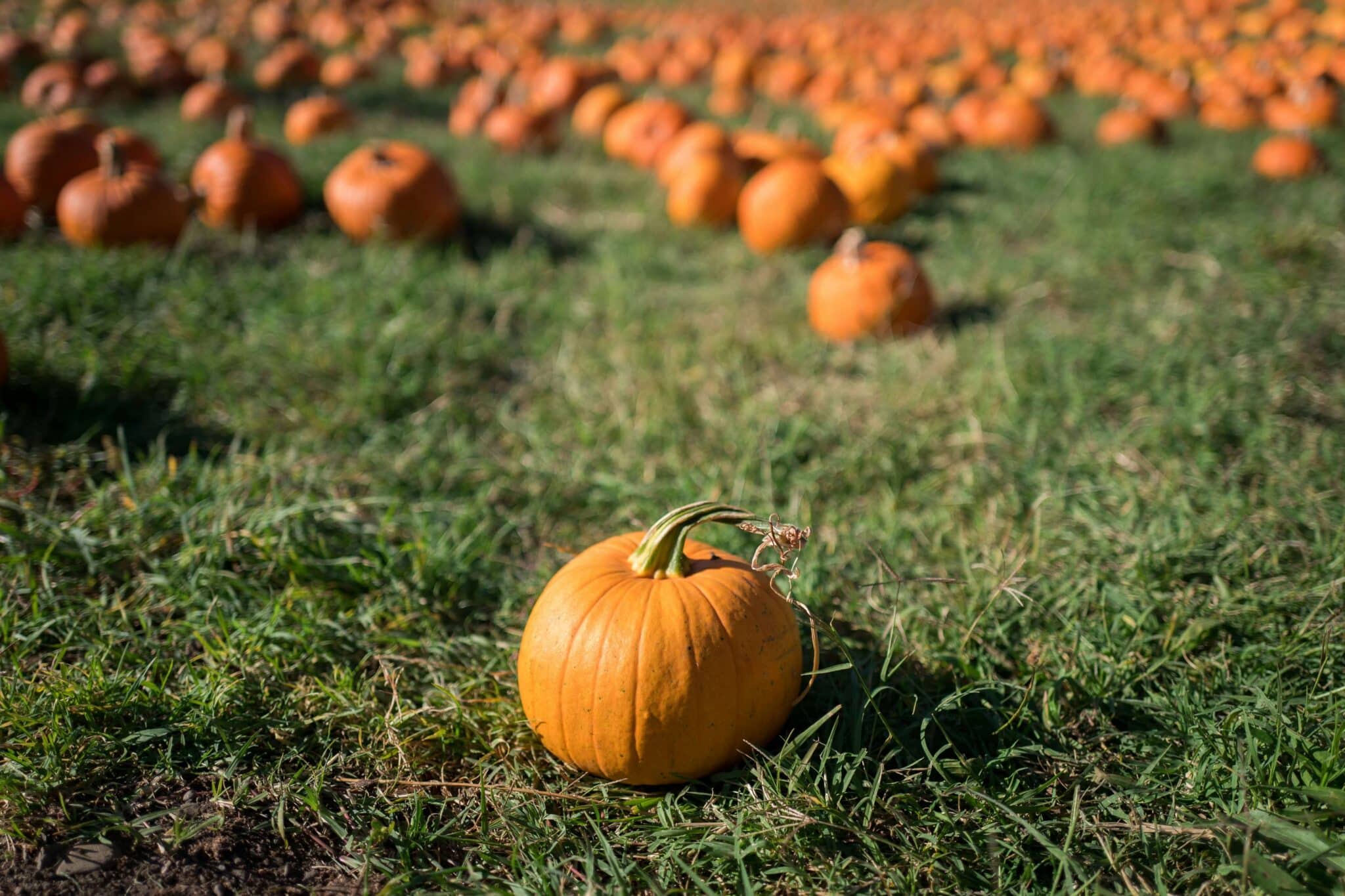 Pumpkin in a pumpkin patch